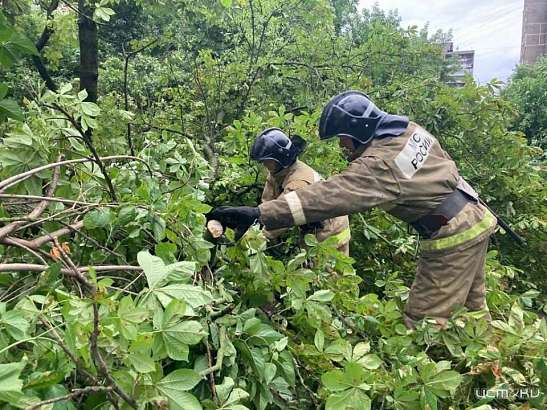 Непогода в Орловской области уронила деревья на 16 машин
