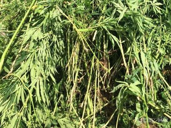 Полицейские нашли у жителя Ливенского района более 400 граммов марихуаны 