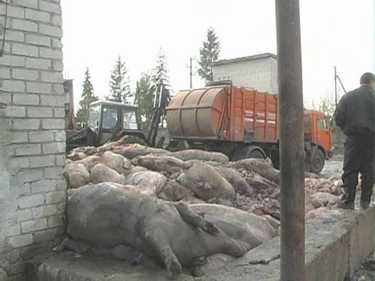 Килограммы мяса на утилизацию