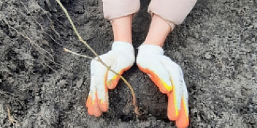 Леса Орловщины восстановят на территории в 60 Га 