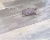 Юрия Парахина осудил сенатор Алексей Пушков, орловчане жалуются на мусор, оставшийся после цирка на площади Жукова, а орловских лодочников проверили н...