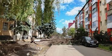В Орле дерево упало на автомобиль — оборваны электропровода