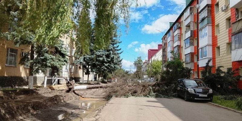 В Орле дерево упало на автомобиль — оборваны электропровода