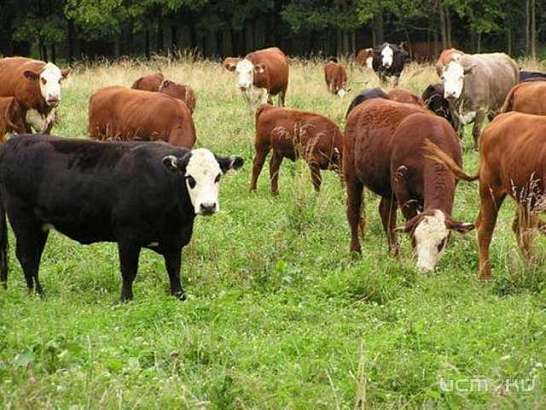 Власти определились с датой проведения областной выставки племенных животных