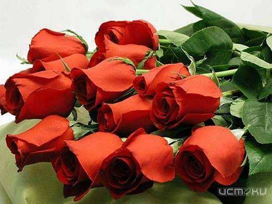 Цветы из теплиц Зеленстроя. Г. Орел. Любой ценовой диапазон