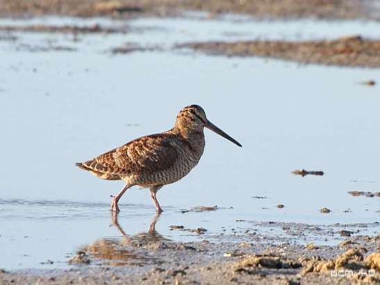 Орловчане начинают охоту на вальдшнепов Орловчане начинают охоту на вальдшнепов