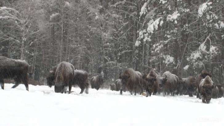 В «Бунинке» открыли выставку к 25-летию национального парка «Орловское полесье»