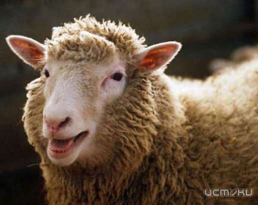 Житель Должанского района пытался украсть барана, чтобы приготовить шашлык