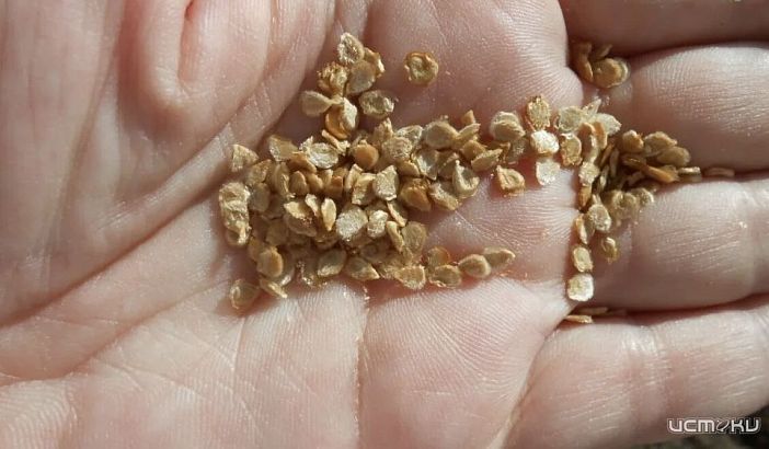 Россельхознадзор выявил нарушения в работе орловского интернет-магазина семян