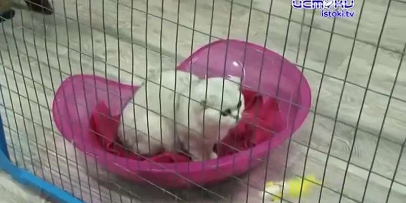 Закрытие выставки кошек, непроходимый тротуар, новое уголовное дело орловского депздрава - это и не только в следующей рубрике