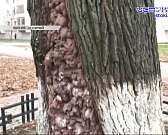 Его посадили в честь отмены Крепостного права, из-за него изменили архитектуру домов Бульвара Победы в Советские годы. Но халатности современных чинов...