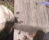 Массовая гибель пчел