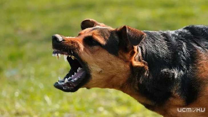 Более 600 орловчан пострадали от нападений бездомных животных