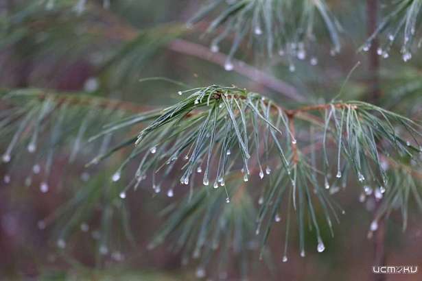 На Орловщине ожидаются температурные "качели"