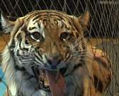 Знаменитые дрессировщики в гостях у детей! Артур и Карина Багдасаровы посетили деревню SOS - Лаврово