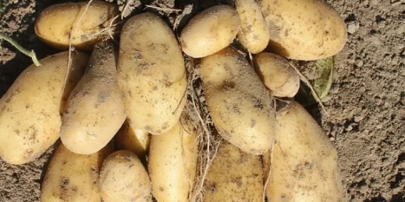 Сорт картофеля «Инноватор» признан одним из лучших в России.