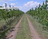 А зацветут ли орловские сады? В Орле обсудили перспективы садоводства