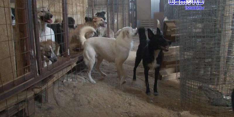 Лают и кусают: орловчане жалуются на бездомных собак, но проблему никто не решает