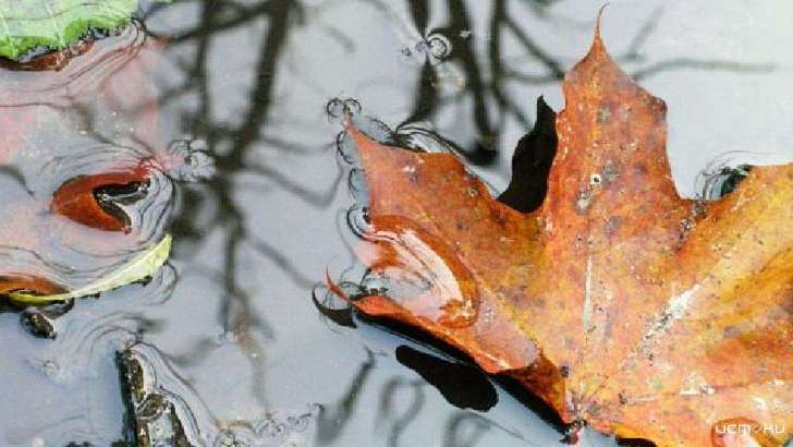 Понедельник без сюрпризов: какая погода ждет орловчан