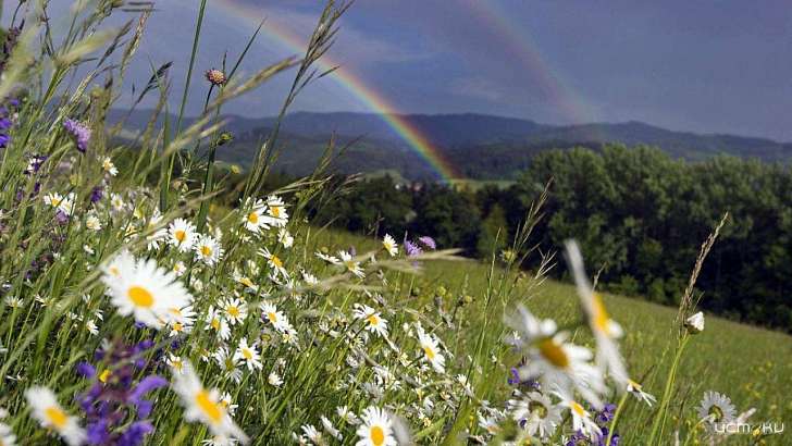 В Орле сегодня ожидается пасмурная, но теплая погода