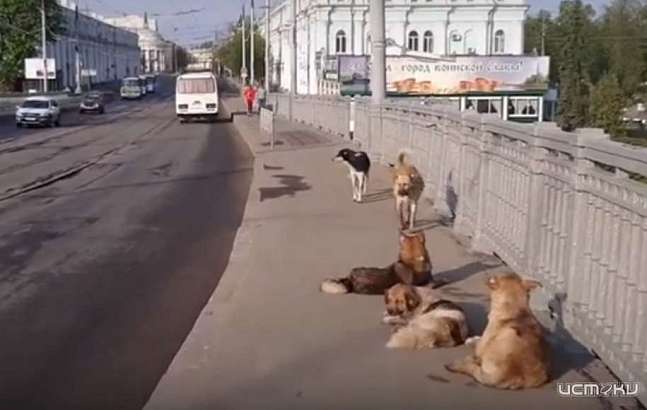 «Собака, укусившая чиновника, станет народным любимцем»: Орловчане высказались о работе местных властей по решению проблем с бродячими псами