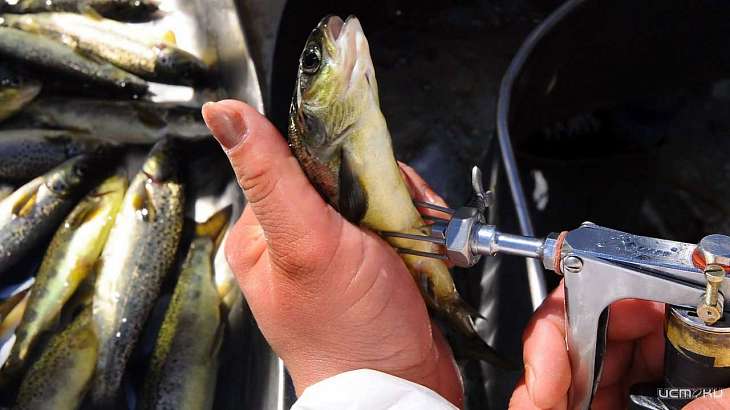 В Орловской области обязали вакцинировать рыб