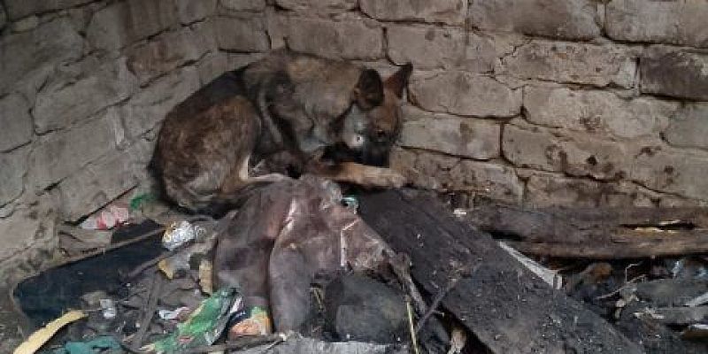 МЧС по Орловской области Сотрудники МЧС России по Орловской области вызволили собаку из западни и спасли людей от пожара