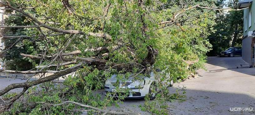В Орле дерево упало на авто