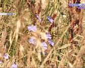 Единоросс и коммунист едва не поубивали друг друга из-за земли под Залегощью