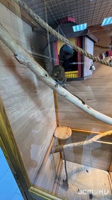 По предписанию Россельхознадзора в Детском парке Орла устранят нарушения