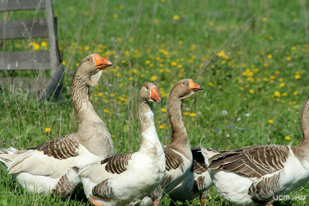 Орловчанам напоминают о важности сообщать о заболевших и павших животных