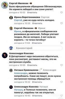 Орловчане обеспокоены судьбой лебедей, которые замерзают в пруду