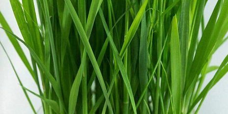 В Глазуновском районе полицейские изъяли у местного жителя коноплю и наркотическое средство растительного происхождения