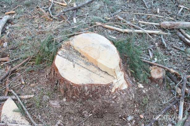 В «Орловском Полесье» здоровые деревья вырубают под видом сухостоя