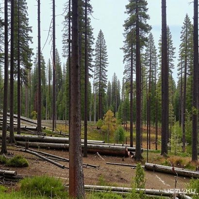 Глазуновский районный суд вынес приговор за незаконную рубку лесных насаждений Глазуновский районный суд вынес приговор за незаконную рубку лесных насаждений