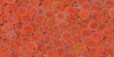 Путь икры от Италии до карантина, детский сад для радужной форели