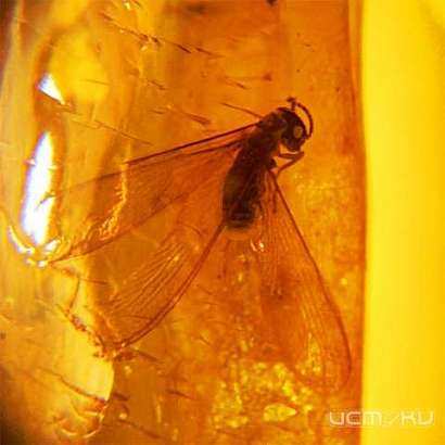 В Орле проходит выставка доисторических насекомых в янтаре
