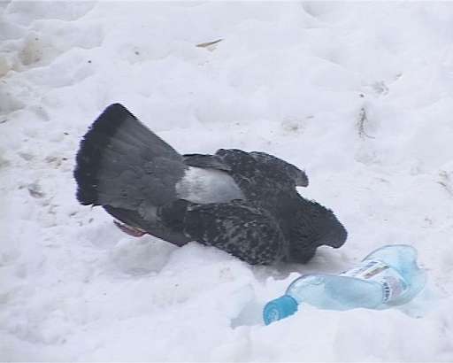 Дождь из голубей