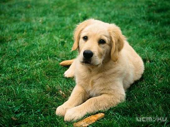 Закон связанный с ответственностью за отлов бездомных животных изменился.