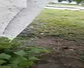 Видео: насекомые облепили деревья на территории областной больницы в Орле