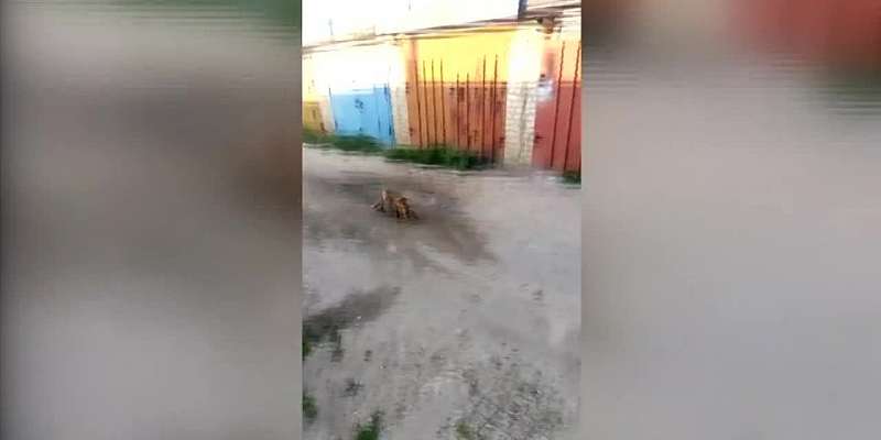 Лисы снова в городе: орловчанин снял на видео рыжую хищницу