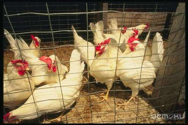 На Орловщине должно увеличиться производство яиц, птицы и свинины