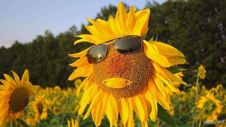 Тепло и без осадков: погода в Орле на 23 июля