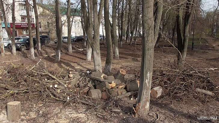 "Тупое и наглое освоение средств". Активисты возмущаются факту выпиловки деревьев в сквере Гуртьева