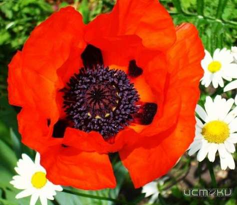 Пенсионерка из Хотынецкого района выращивала на своей клумбе наркосодержащий мак