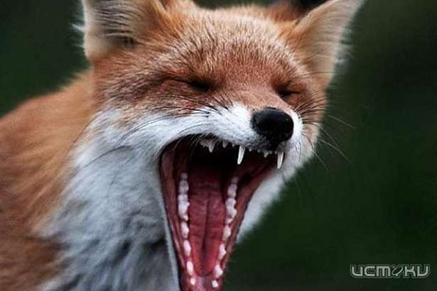 Во Мценском районе обнаружен очаг бешенства животных