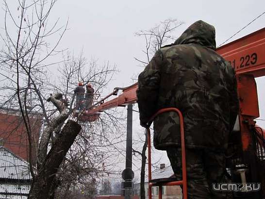 МУП «Зеленстрой» избавляет Орел от пораженных болезнями деревьев 