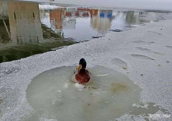 В Орле в лёд на реке вмёрзла утка 