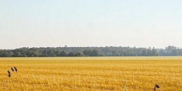 Какие сорняки считаются карантинными? Об этом в новом выпуске программы от Россельхознадзора