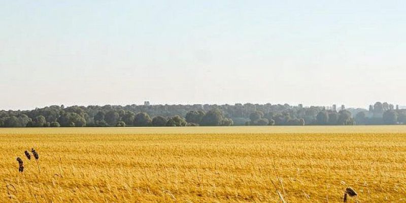 Какие сорняки считаются карантинными? Об этом в новом выпуске программы от Россельхознадзора